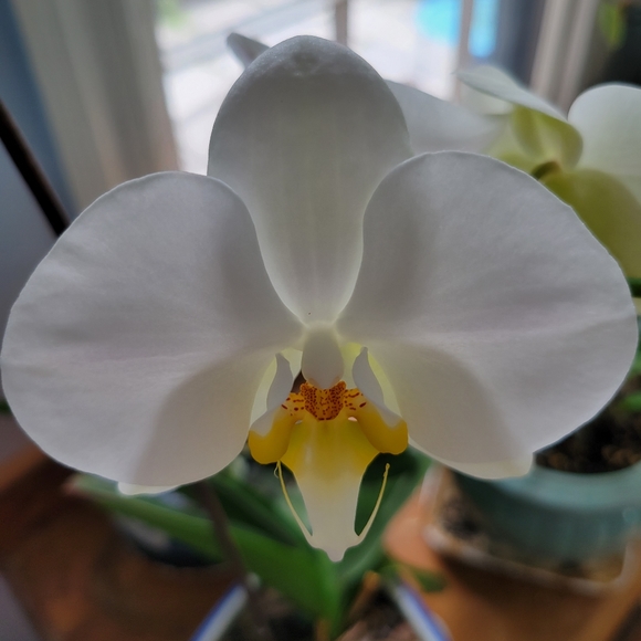 Meet your Posher, Dorothy - Picture 8 of 9